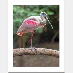 Roseate spoonbill photography Posters and Art